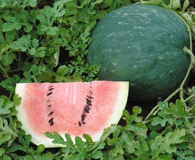 Scaly Bark WATERMELON 3 g Scaly Bark WATERMELON 3 g