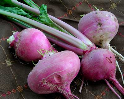Scarlet Ohno Revival TURNIP 3 g Scarlet Ohno Revival TURNIP 3 g