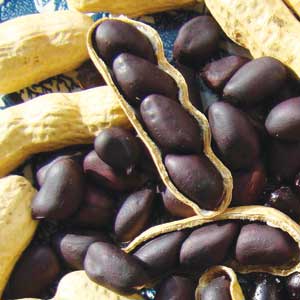 Schronce's Deep Black PEANUT 28 g Schronce's Deep Black PEANUT 28 g