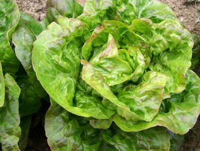Schweitzer's Mescher Bibb LETTUCE, BIBB (BUTTERHEAD) 0.5 g