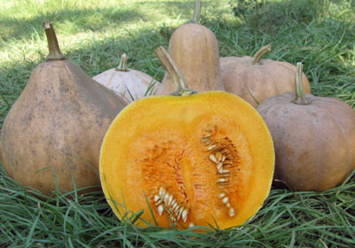Seminole, Larger Fruited PUMPKIN 3 g Seminole, Larger Fruited PUMPKIN 3 g
