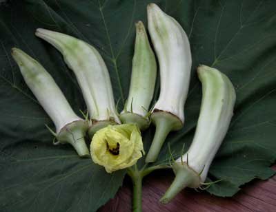 Silver Queen OKRA 5 g Silver Queen OKRA 5 g