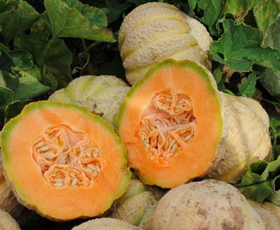 Sleeping Beauty MUSKMELON 2 g Sleeping Beauty MUSKMELON 2 g