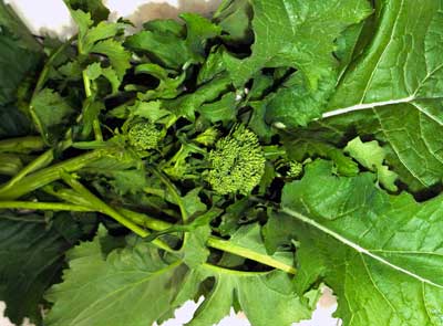 Sorrento Broccoli Raab 2 g Sorrento Broccoli Raab 2 g
