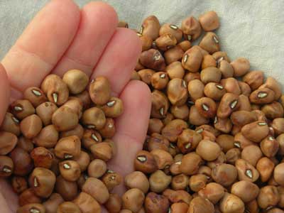 Colossus Southern Pea (Cowpea) 28 g Colossus Southern Pea (Cowpea) 28 g