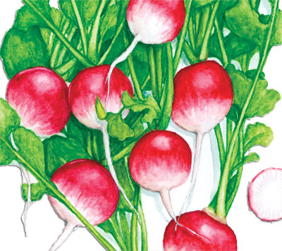 Sparkler White Tip RADISH 7 g Sparkler White Tip RADISH 7 g