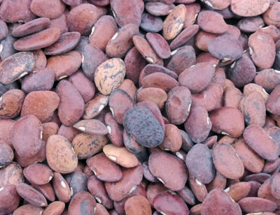 Speckled Mix Pole Lima Bean 28 g Speckled Mix Pole Lima Bean 28 g