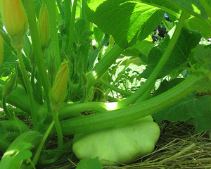 Benning's Green Tint SQUASH, SUMMER 4 g Benning's Green Tint SQUASH, SUMMER 4 g