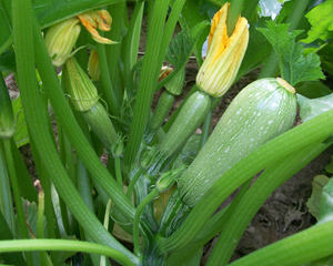 Zucchini, Grey (Tender Grey) SQUASH, SUMMER 3 g Zucchini, Grey (Tender Grey) SQUASH, SUMMER 3 g
