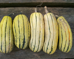 Delicata Zeppelin SQUASH, WINTER 2 g