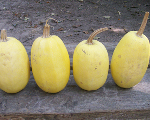 Spaghetti Squash (Vegetable Spaghetti) SQUASH, WINTER 4 g Spaghetti Squash (Vegetable Spaghetti) SQUASH, WINTER 4 g