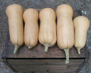 Waltham Butternut SQUASH, WINTER 28 g Waltham Butternut SQUASH, WINTER 28 g