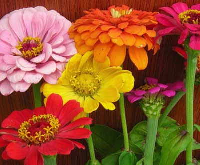Zinnia, State Fair Mixed Colors 1 g Zinnia, State Fair Mixed Colors 1 g