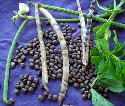 Whippoorwill, Steele's Black Southern Pea (Cowpea) 28 g Whippoorwill, Steele's Black Southern Pea (Cowpea) 28 g