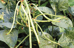 Stickless Wonder Asparagus (Yardlong, Yard Long) Bean (bush) 5g