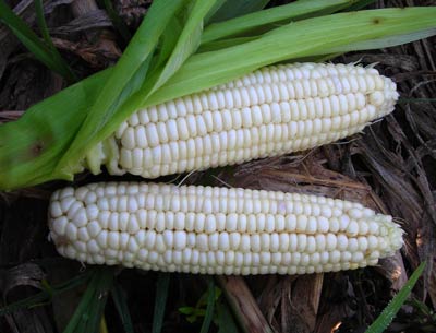 Stowell's Evergreen Sweet Corn 28g Stowell's Evergreen Sweet Corn 28g