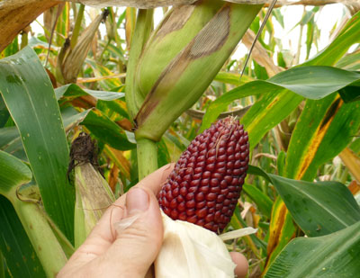 Strawberry (Two Inch Strawberry) POPCORN 28 g Strawberry (Two Inch Strawberry) POPCORN 28 g