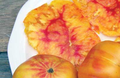 Old German TOMATO 1.5 g Old German TOMATO 1.5 g