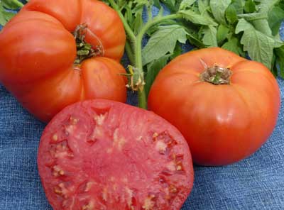 Super Choice TOMATO 0.16 g Super Choice TOMATO 0.16 g