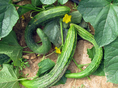 Suyo Long Asian Cucumber 2 g Suyo Long Asian Cucumber 2 g