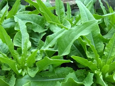 Sword Leaf (Yu Mai Tsai) LETTUCE, LOOSELEAF 0.5 g Sword Leaf (Yu Mai Tsai) LETTUCE, LOOSELEAF 0.5 g