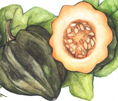 Table Queen Bush (Acorn) SQUASH, WINTER 3 g Table Queen Bush (Acorn) SQUASH, WINTER 3 g