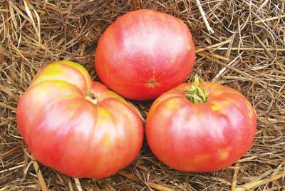 Tappy's Finest TOMATO 0.16 g Tappy's Finest TOMATO 0.16 g