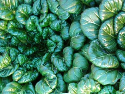 Tatsoi MUSTARD 28 g