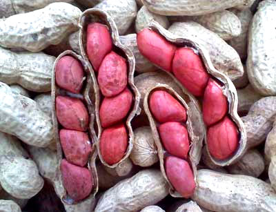 Tennessee Red Valencia PEANUT 28 g Tennessee Red Valencia PEANUT 28 g