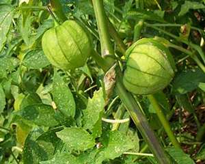 Tomate Verde TOMATILLO 0.09 g Tomate Verde TOMATILLO 0.09 g