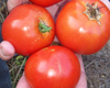 Heinz 1350 VF TOMATO 0.16 g Heinz 1350 VF TOMATO 0.16 g