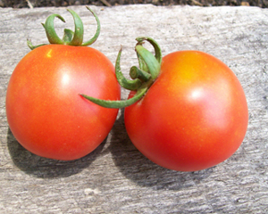 Amy's Sugar Gem TOMATO 0.16 g Amy's Sugar Gem TOMATO 0.16 g