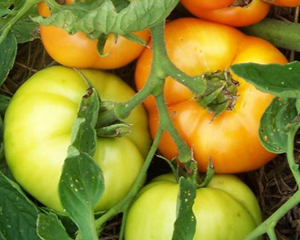 Sophie's Choice TOMATO 0.16 g Sophie's Choice TOMATO 0.16 g