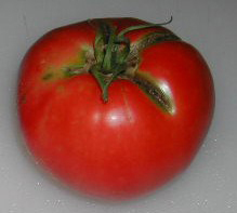 June Pink (Pink Earliana) TOMATO 0.16 g June Pink (Pink Earliana) TOMATO 0.16 g
