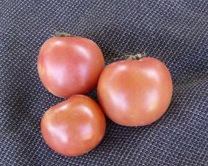 Illinois Beauty TOMATO 0.16 g Illinois Beauty TOMATO 0.16 g