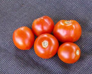 Old Virginia TOMATO 0.16 g Old Virginia TOMATO 0.16 g