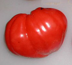Oxheart TOMATO 0.16 g Oxheart TOMATO 0.16 g