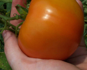 Tropic VFN TOMATO 0.16 g Tropic VFN TOMATO 0.16 g