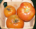 Reverend Morrows Long Keeper TOMATO, WINTER STORAGE 0.16 g Reverend Morrows Long Keeper TOMATO, WINTER STORAGE 0.16 g