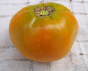 Earl of Edgecombe TOMATO 0.16 g Earl of Edgecombe TOMATO 0.16 g