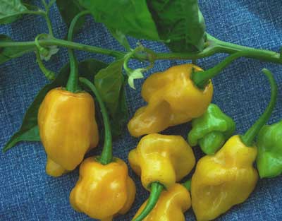 Trinidad PEPPER, SPICE 0.25 g