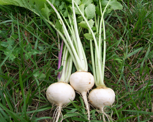 White Egg TURNIP 3 g White Egg TURNIP 3 g