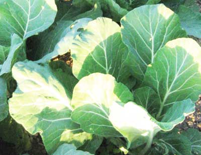 Vates COLLARDS 2 g Vates COLLARDS 2 g