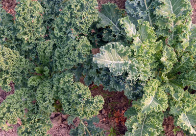 Vates Kale 2 g Vates Kale 2 g