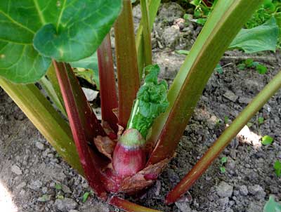 Victoria RHUBARB 0.6 g