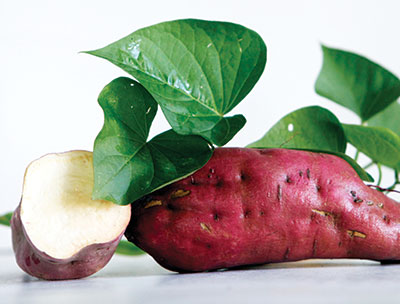 Violetta Sweet Potato 6 Slips Violetta Sweet Potato 6 Slips