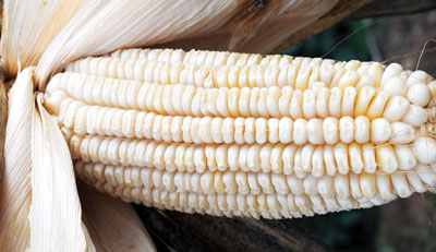 Virginia White Gourdseed Corn 1/2 lb Virginia White Gourdseed Corn 1/2 lb