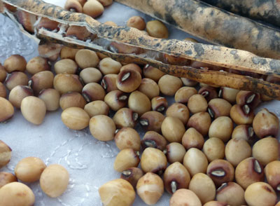 Washday Southern Pea (Cowpea) 28 g Washday Southern Pea (Cowpea) 28 g
