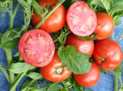 West Virginia 63 TOMATO 0.16 g West Virginia 63 TOMATO 0.16 g