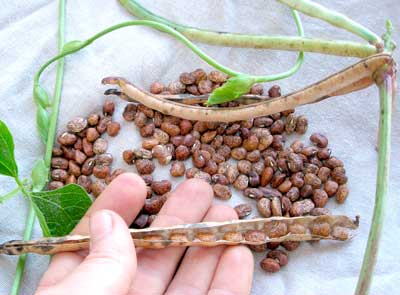 Whippoorwill Southern Pea (Cowpea) 28 g Whippoorwill Southern Pea (Cowpea) 28 g